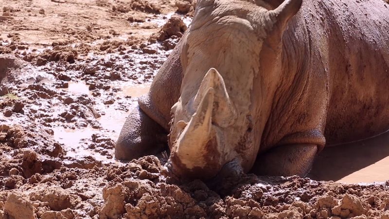 Rhinos