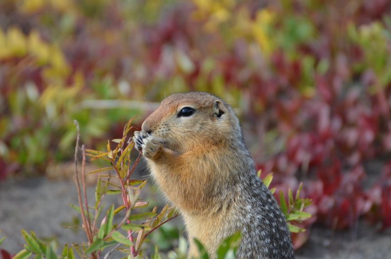 Arctic Ground Squirrel (Spermophilus parryii)
