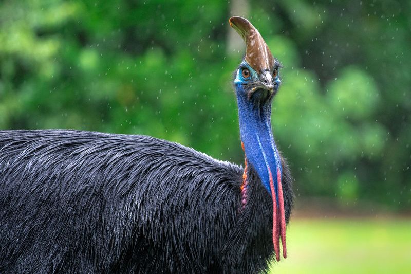 Cassowary – Jurassic Park On Two Legs