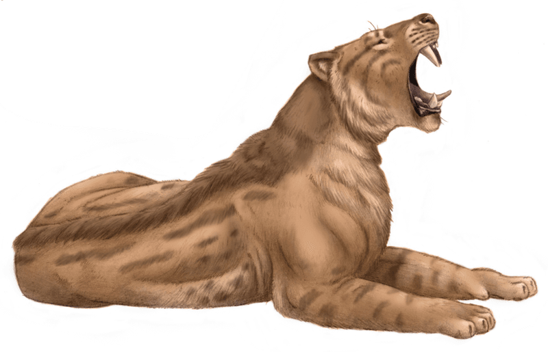 Machairodus: The Knife-Tooth That Terrorized Three Continents