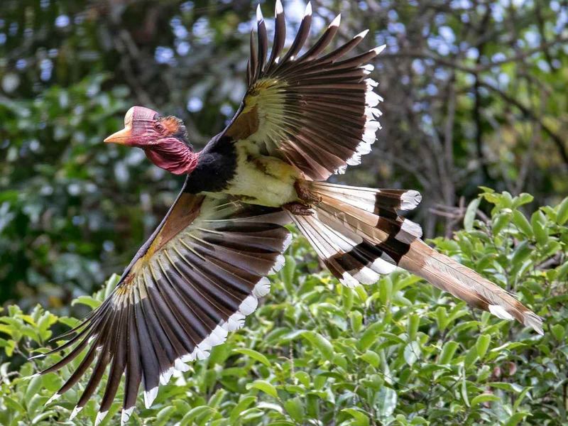 Helmeted Hornbill – Forest Dinosaur Of Southeast Asia