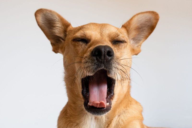 Synchronized Yawning