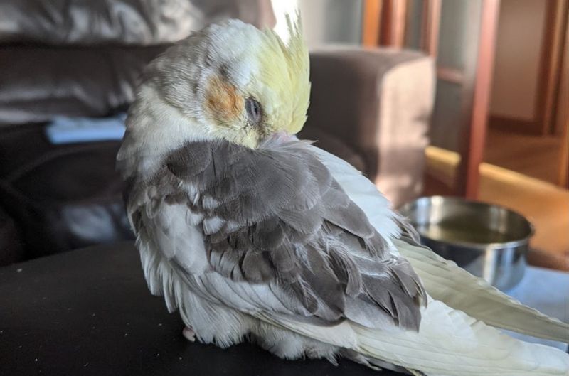 Parrot