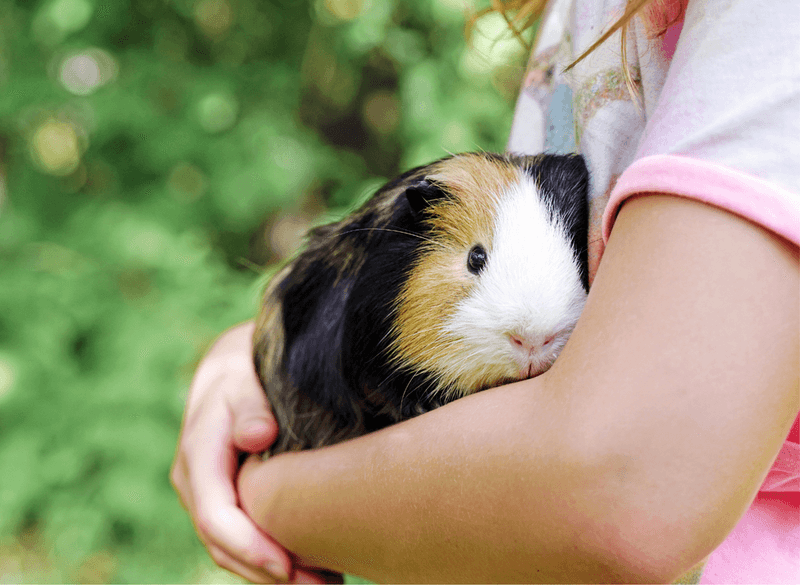 Guinea Pigs