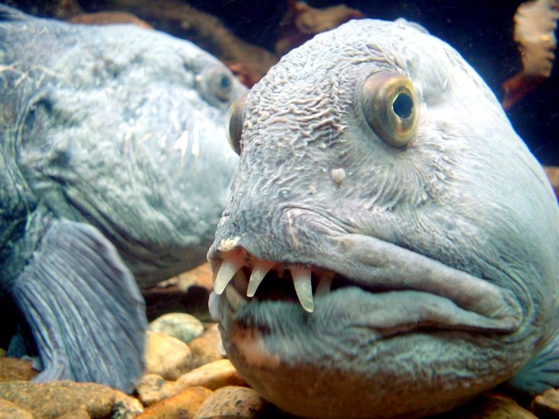 Wolffish