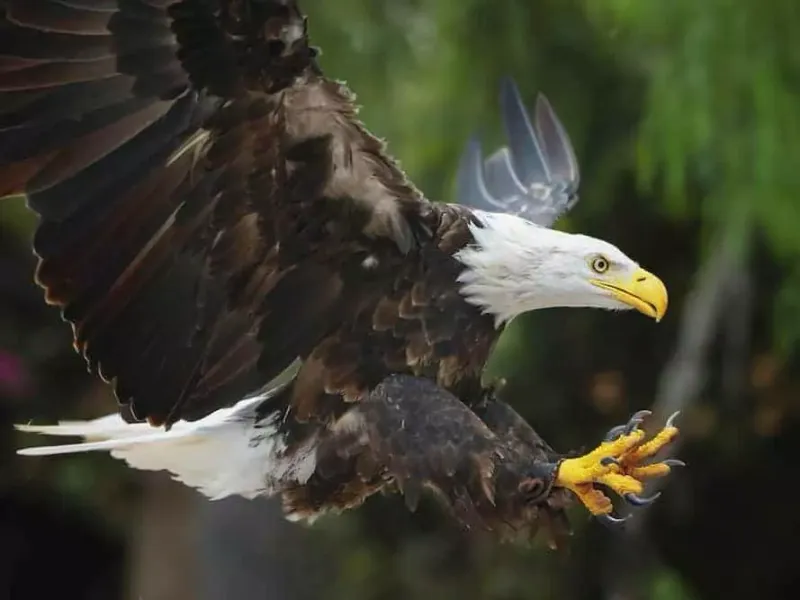 Supports Bald Eagle Rehabilitation And Release