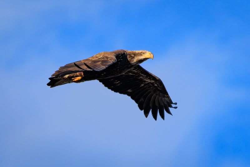 Majestic Bald Eagle's Youthful Brown Phase