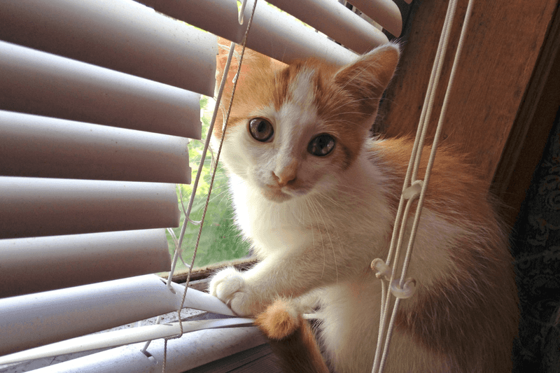 Dangling Cords And Strings