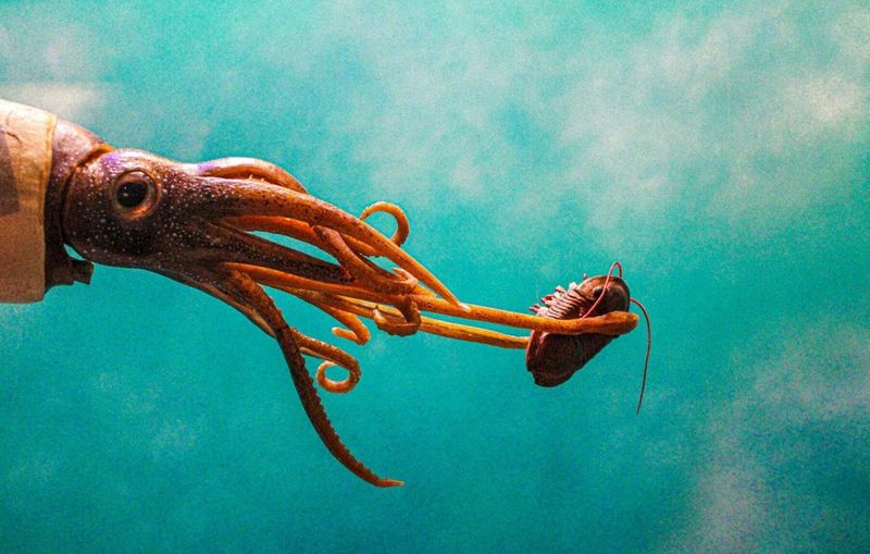 The Significance Of Finding 40 Previously Unknown Squid Species
