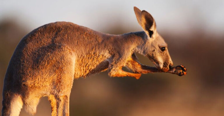 How Animals Beat The Heat During Extreme Heatwaves