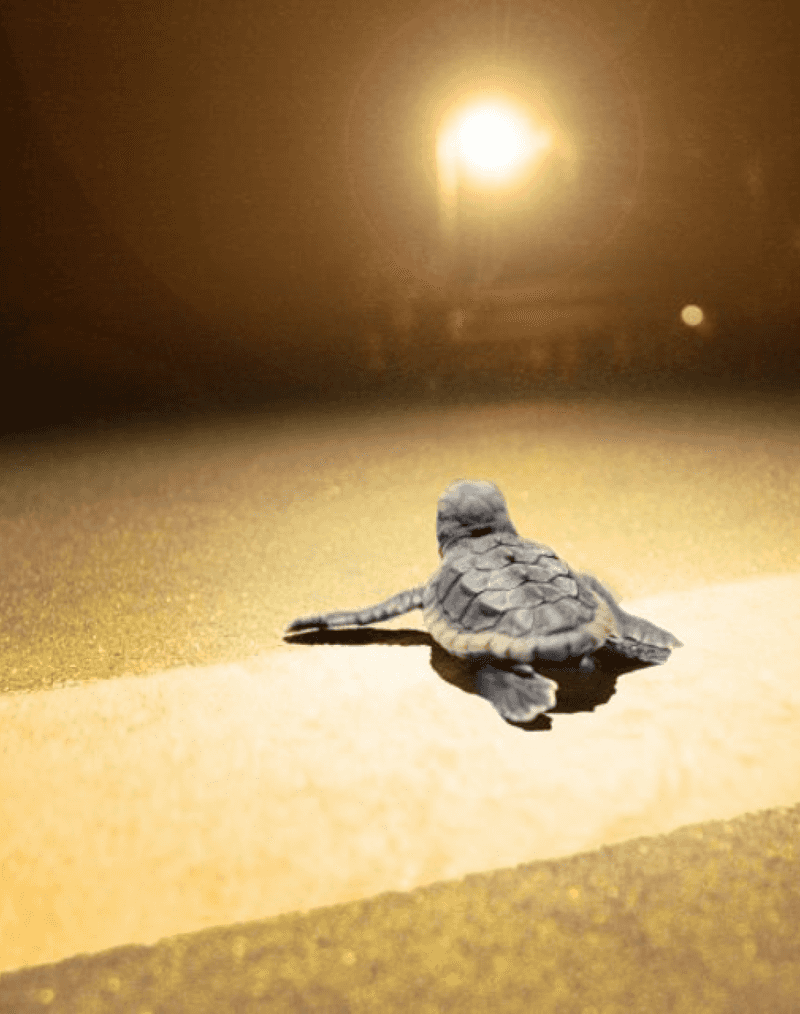 Artificial Lighting Disorients Hatchlings