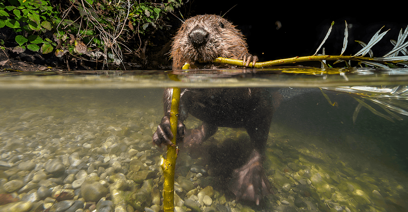The Unlikely Heroes: Why Beavers Were Chosen For Utah's Desert