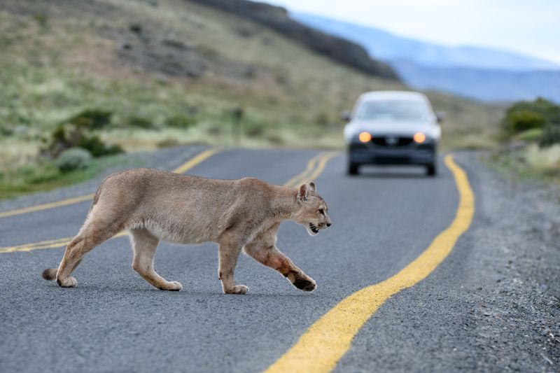 Why Habitat Loss Is A Growing Threat To U.S. Wild Cats