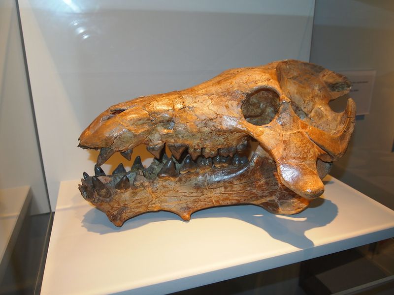 A Closer Look At Their Bone-Crushing Jaws