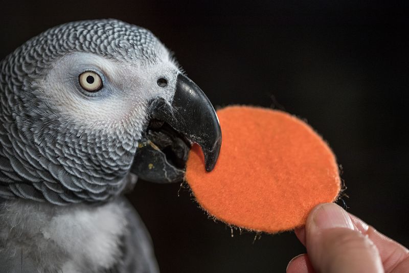 The Surprising Structure Of The Avian Brain