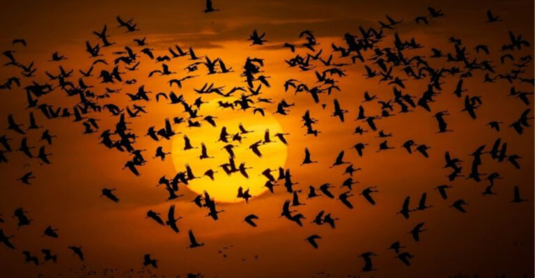 How Birds Navigate The World Without Maps: Nature's Living Compasses Explained