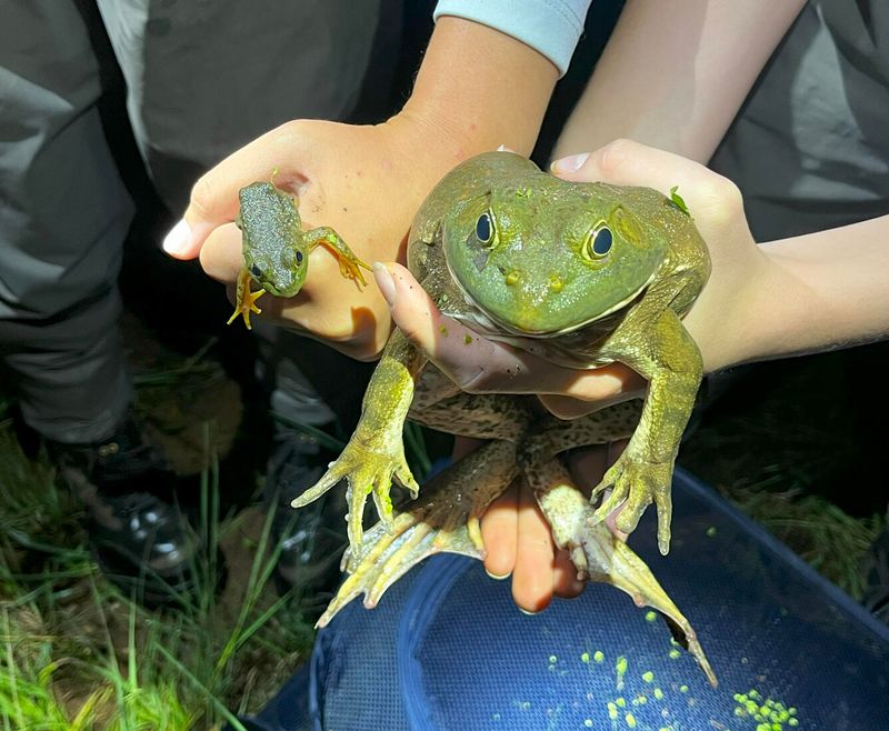 Efforts To Control The Bullfrog Population