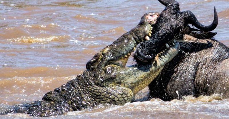 Adaptability, Patience, And A Perfect Bite: Why Crocodilians Still Rule The Water