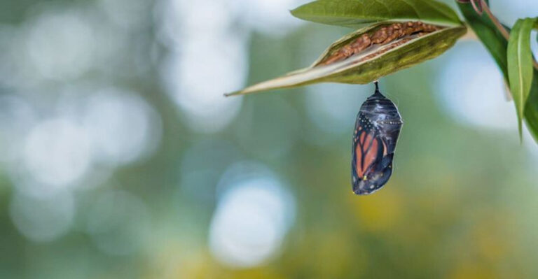 How Do Butterflies Stick To Branches During Metamorphosis?
