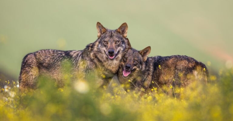 How European Wolves Made A Stunning Comeback In Just 10 Years