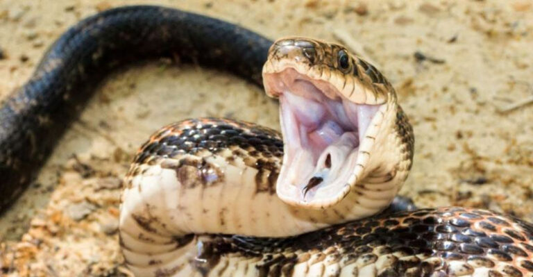 How Far Can A Snake Strike? Understanding Strike Range