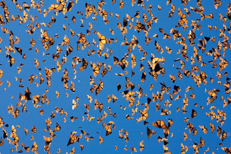 Monarch Migration: An Annual Journey