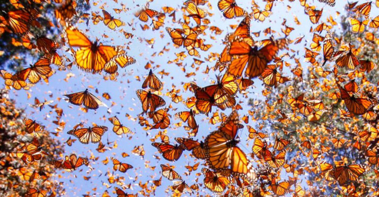 How Far Do Monarch Butterflies Travel And What You Need To Know