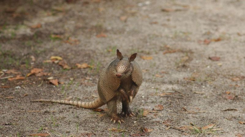 The Challenges Armadillos Still Face In Cold Climates