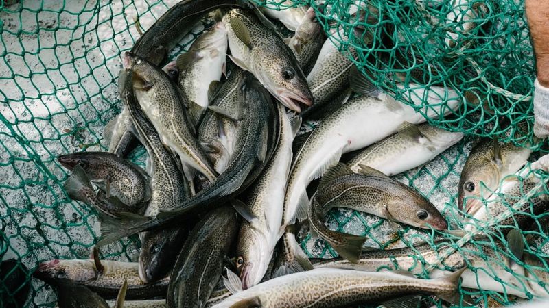The Economic Impact Of Smaller Fish On Global Fisheries
