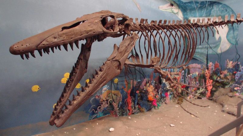 The Shocking Discovery Of Massive Marine Reptiles In Central Florida