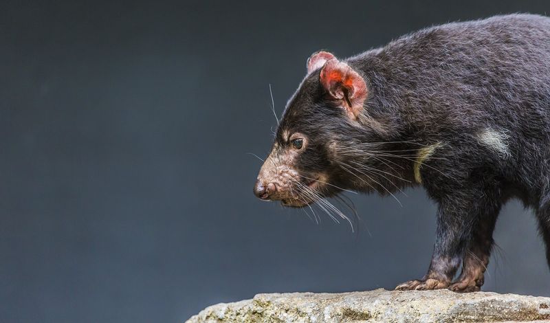 The Success Of Disease Management In Protecting Tasmanian Devils