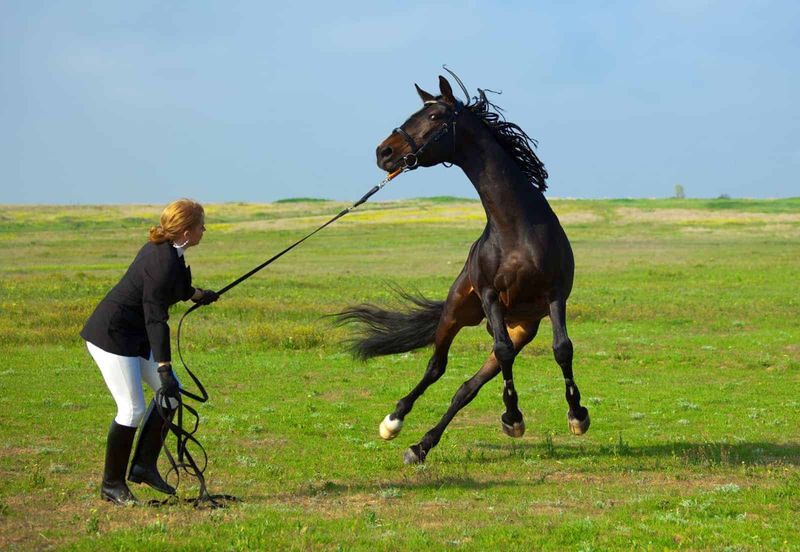 What To Look For In A Calm Or Nervous Horse
