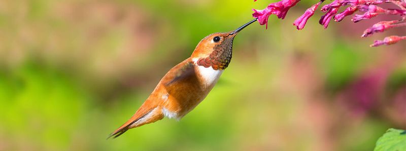 Why Hummingbirds Migrate At All