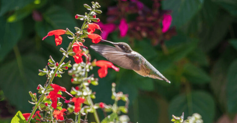 How Hummingbirds Pull Off One Of Nature’s Most Amazing Journeys