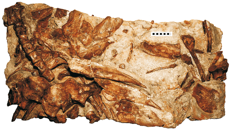 Iguanodon And The Birth Of Dinosaur Study