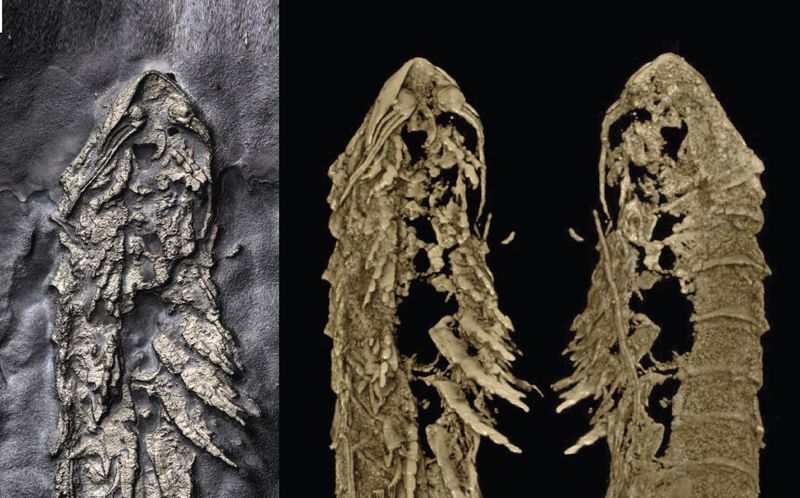The Significance Of Fossils Found In Beecher's Trilobite Bed