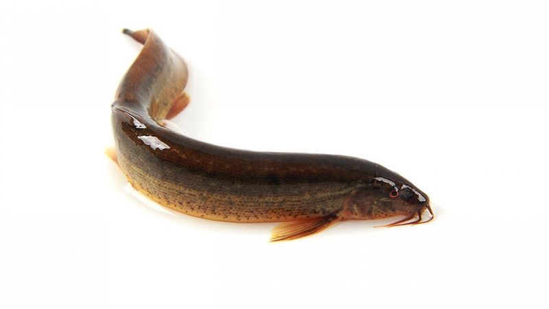 A Threat To Native Fish