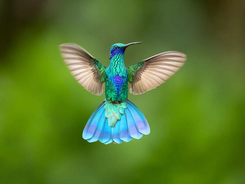 Hummingbird Highways In The Sky
