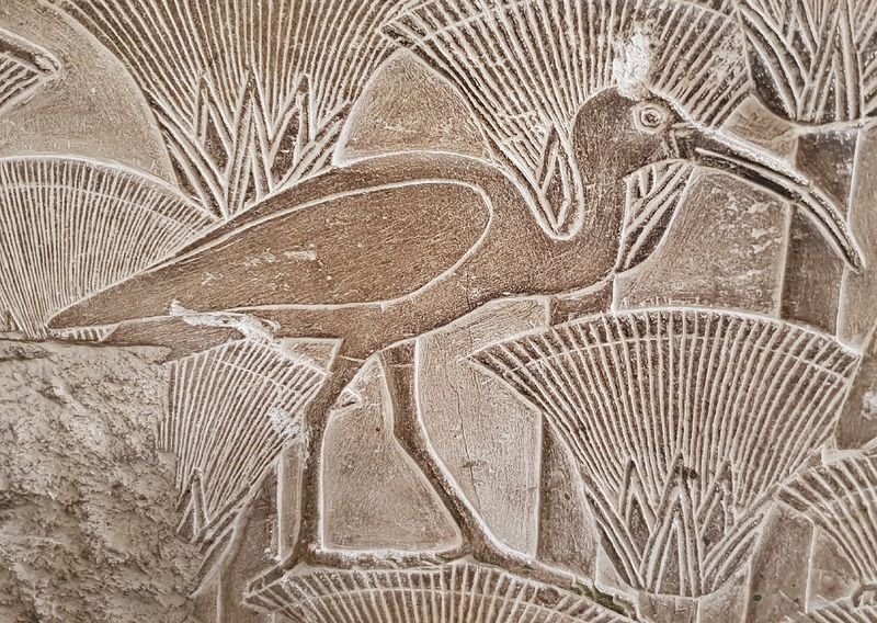 The Northern Bald Ibis In Ancient Myth And Human Culture