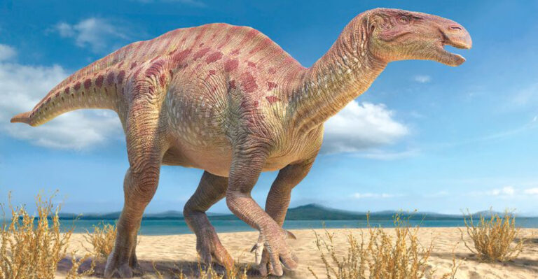 How One Tooth From Iguanodon Changed The Understanding Of Dinosaurs