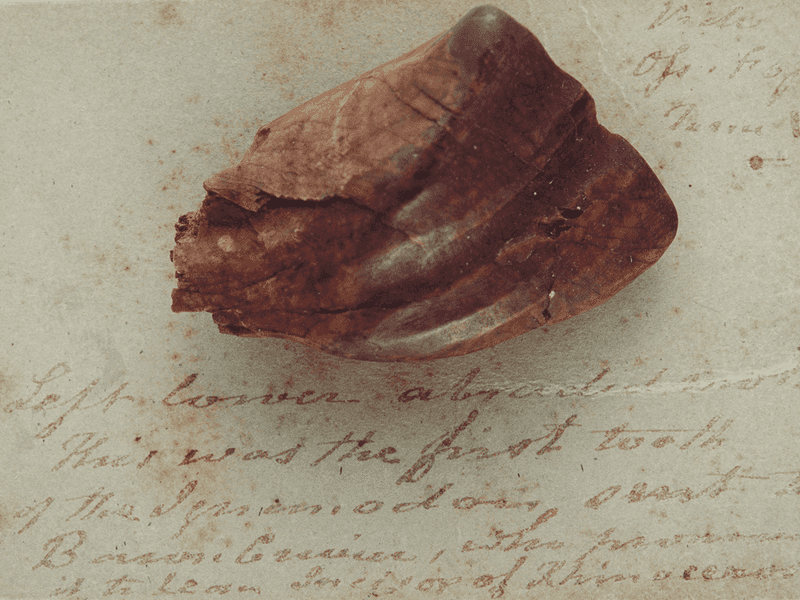The Discovery Of Iguanodon's Tooth: A Key Moment In Paleontology