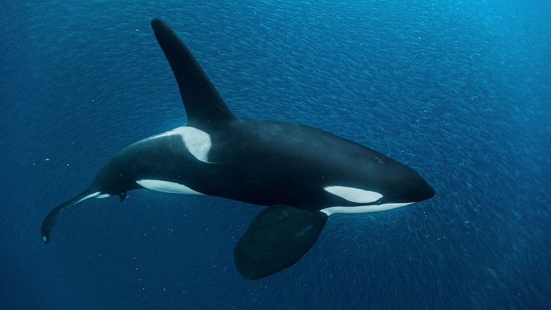 The Science Behind The Moonwalking Orca Phenomenon