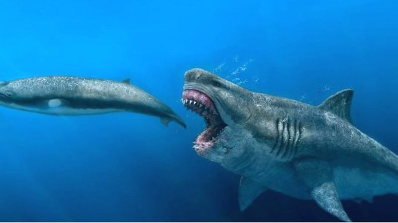 The Role Of Otodus Megalodon In The Prehistoric Ocean Ecosystem