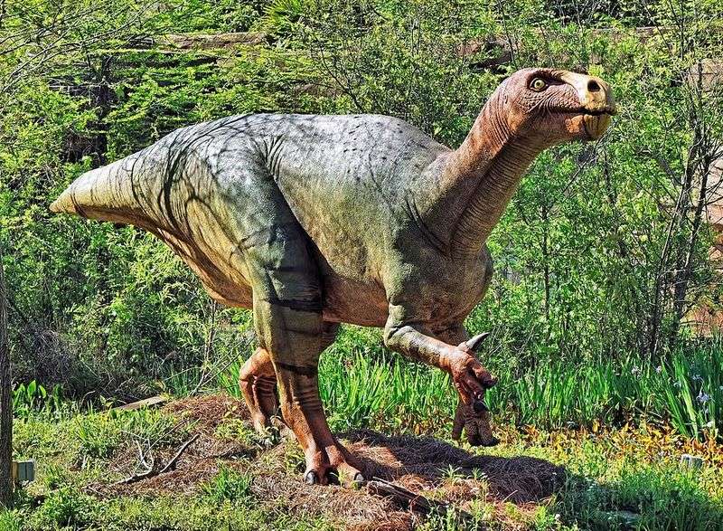What Iguanodon's Tooth Revealed About Its Role In The Ecosystem