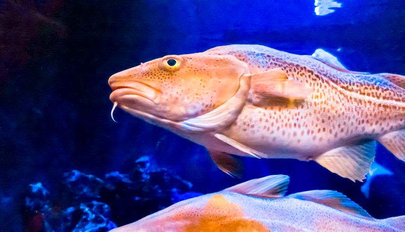 Warming Waters And The Metabolic Strain On Cold Water Fish