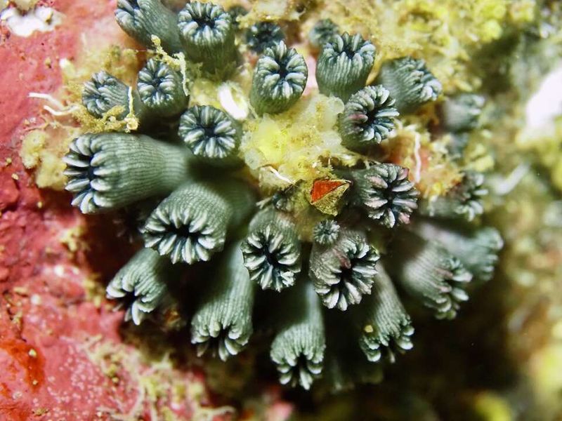 Rhizopsammia Wellingtoni's Journey From Extinct To Rediscovered
