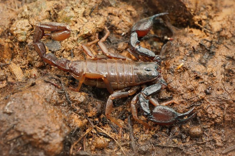 The Habitat Preferences Of Oregon's Scorpions