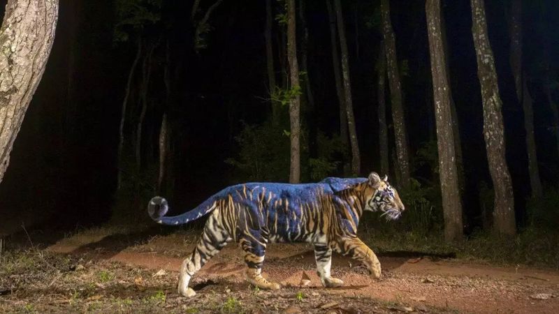 The Importance Of Similipal In India's Tiger Conservation Efforts