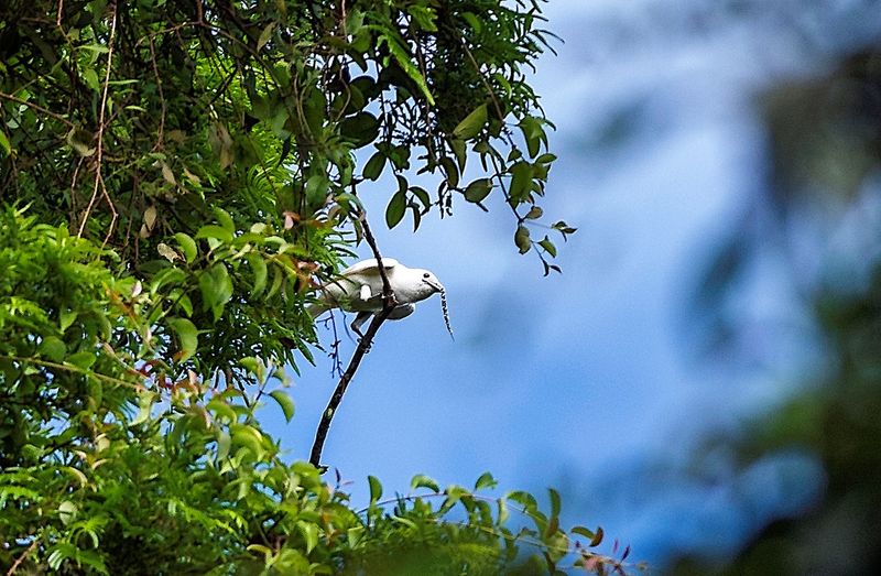 Where White Bellbirds Live In The Wild