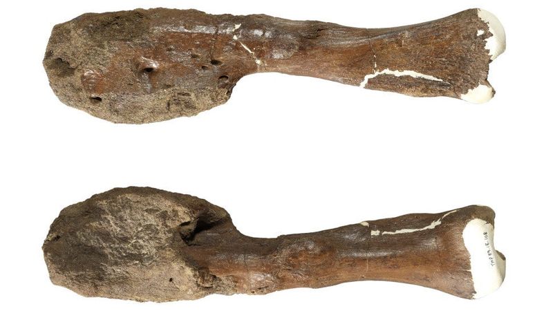 The Healing Process Of T-Rex After A Fracture Injury